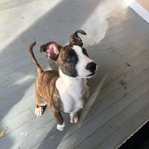 Meet your Posher, Grace